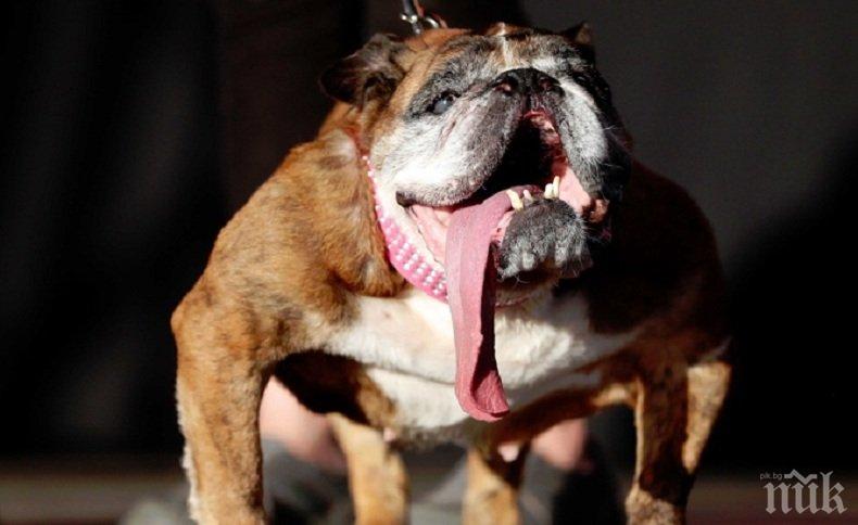 КОНКУРС: Английският булдог Жа Жа е най-грозното куче в света