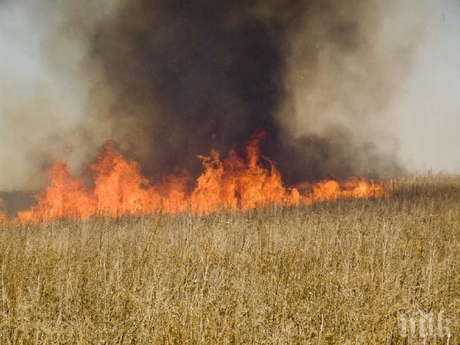 Огнен ад! Пожар погълна 190 дка с пшеница край Пазарджик