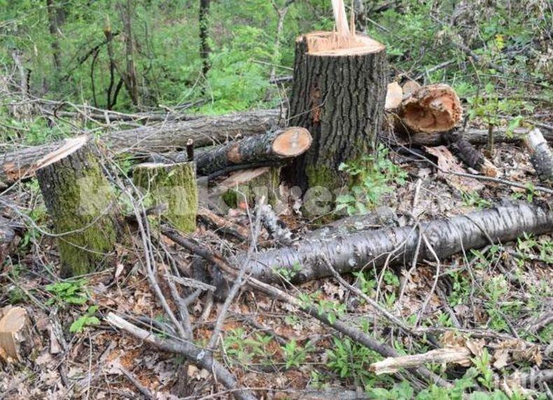 Тревожно! Зачестяват случаите на незаконна сеч в  Добричко