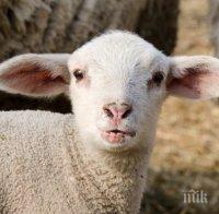 ЛЕШ! Убиха над 400 овце и кози в село Кости заради чумата