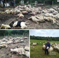 ЕКСКЛУЗИВНО! ТРАГЕДИЯТА Е ОГРОМНА: Вижте потресаващи кадри от масовото убийство на животни в Странджа! (СНИМКИ)