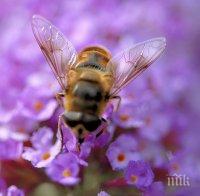 ТРЕВОЖНО! Учените предричат мрачно бъдеще за пчелите