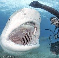 челюсти засякоха голяма бяла акула майорка