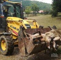 БРУТАЛНО! Вижте ужасяващата трагедия в Странджа: Започна евтаназия на 14 000 животни
