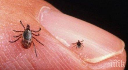 шок кърлежите заразени вижте какви опасности крие ухапването