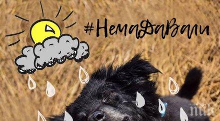 дъждът отложи осиновителския уикенд общинския приют горни богров снимки