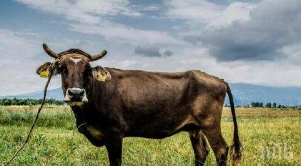 бареков заведе британски евродепутат кравата пенка видео