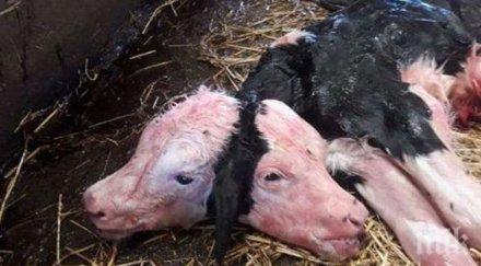 двуглаво теле роди полша