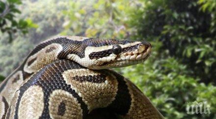 екшън направи голи ръце ловец змии видео