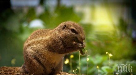 уникално видео катеричка сви поничката ченге