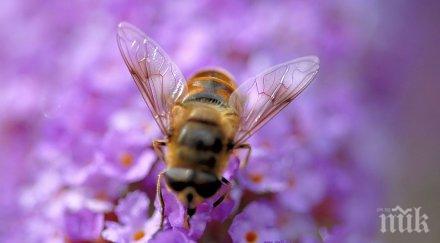 тревожно учените предричат мрачно бъдеще пчелите