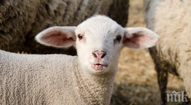 ЛЕШ! Убиха над 400 овце и кози в село Кости заради чумата