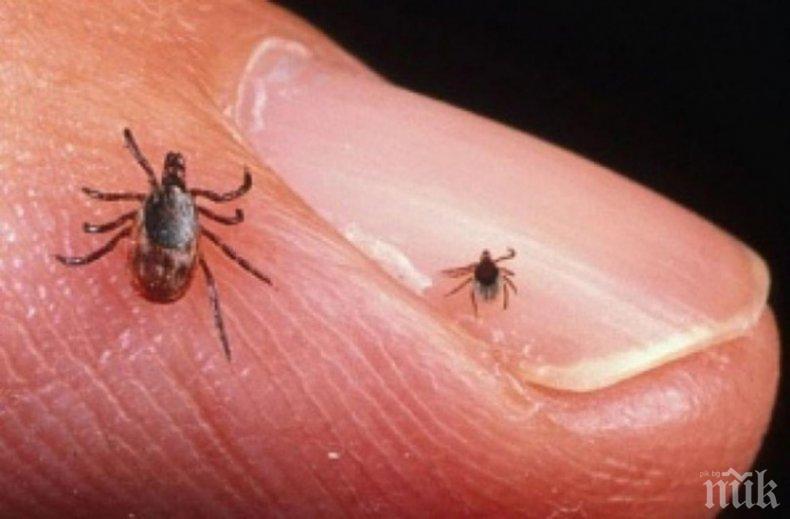 ШОК! Над 20% от кърлежите са заразени - вижте какви опасности крие ухапването