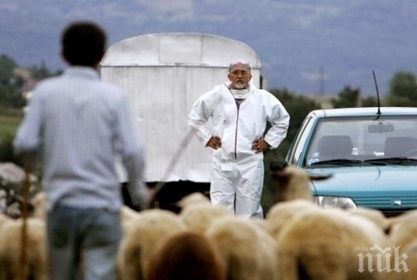 УЖАС КРАЙ ЦАРЕВО! Избиват животните на хората без предупреждение