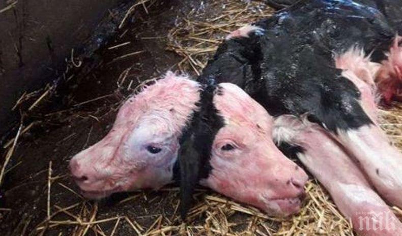 Двуглаво теле се роди в Полша