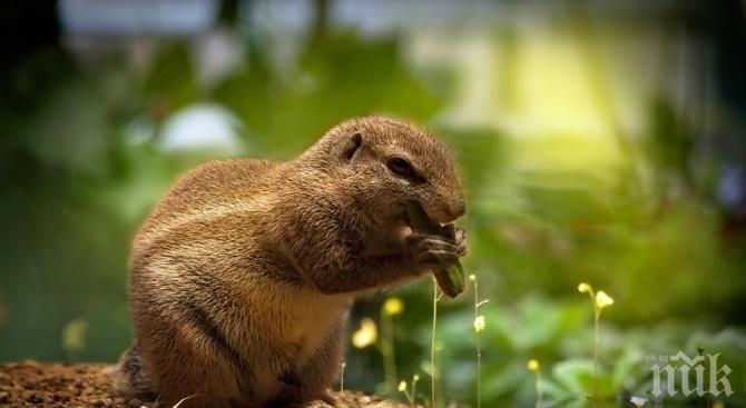 УНИКАЛНО ВИДЕО! Катеричка сви поничката на ченге