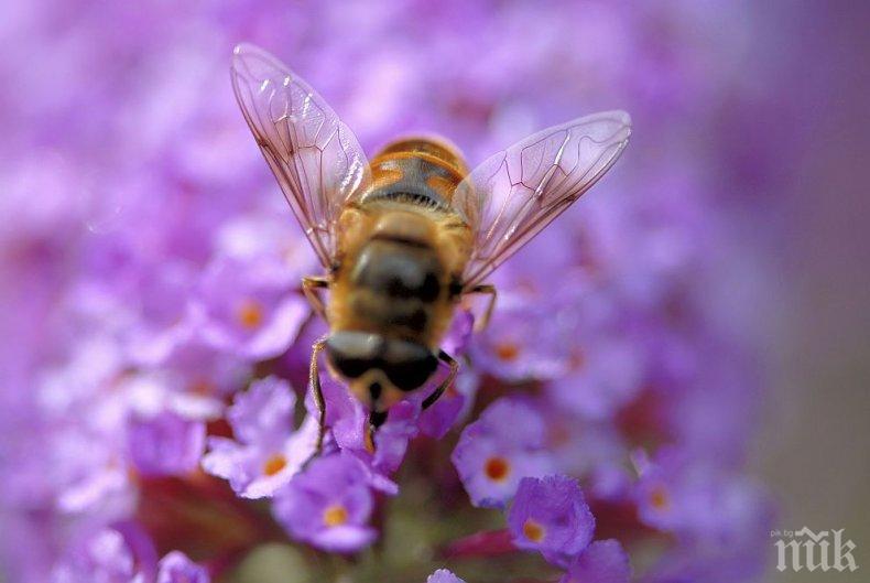 ТРЕВОЖНО! Учените предричат мрачно бъдеще за пчелите