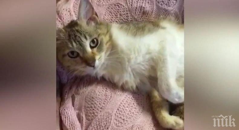 ЛЮБОВ БЕЗ ГРАНИЦИ! Котката Нуша стана звезда в Русия! Писаната осинови изоставени... сурикати (ВИДЕО)