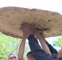 РЕКОРД! Гъба с размерите на чадър показаха в Китай