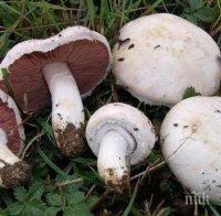 Гъбар се изгуби за три дни в гората