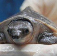 Полицаи спасиха 19 защитени костенурки в село Микрево