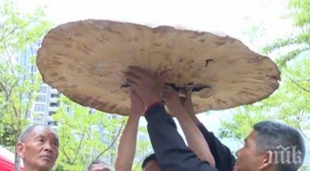 рекорд гъба размерите чадър показаха китай