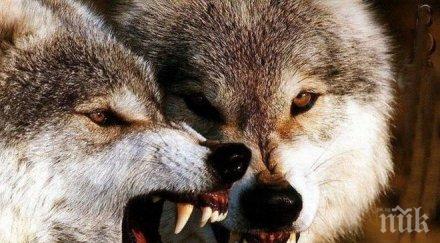 опасно чернобилски вълци разпространят радиоактивни гени европа