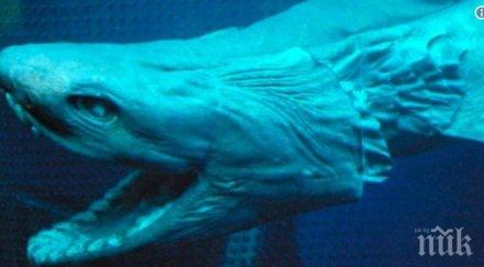 голяма бяла акула била забелязана водите испания първи път години