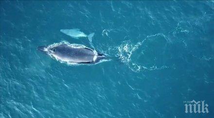 заснеха гърбат кит албинос австралия