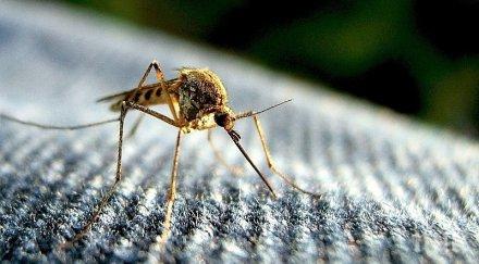 начина облекчите ухапванията комари