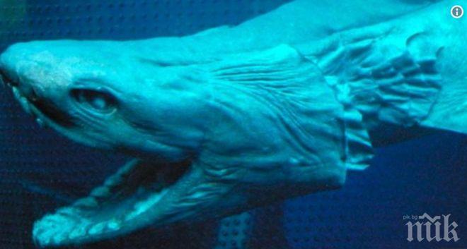 Голяма бяла акула е била забелязана край водите на Испания за първи път от 30 години