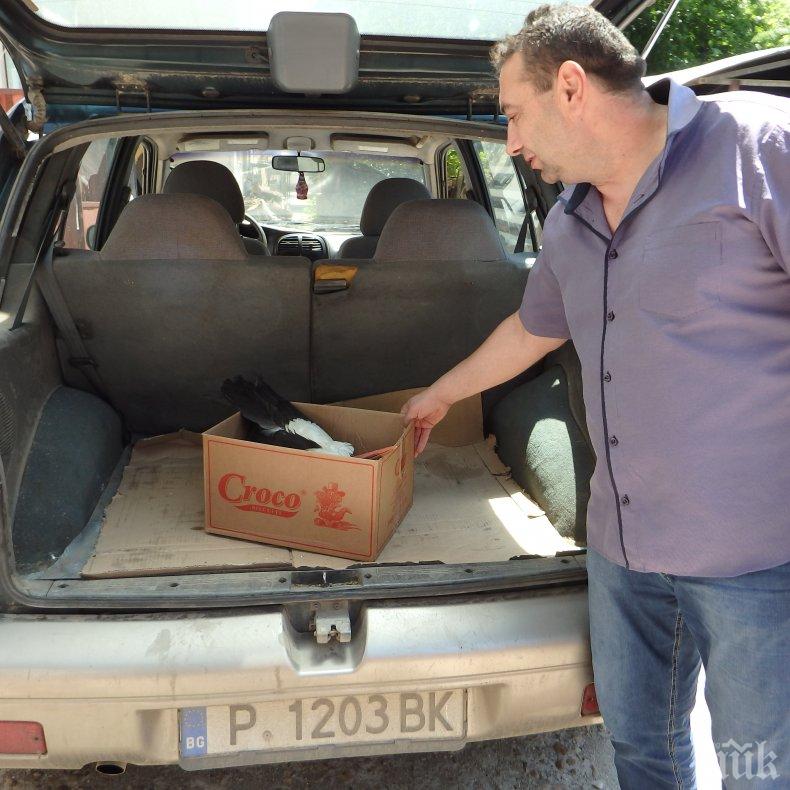 Спасиха малко щъркелче в Караманово