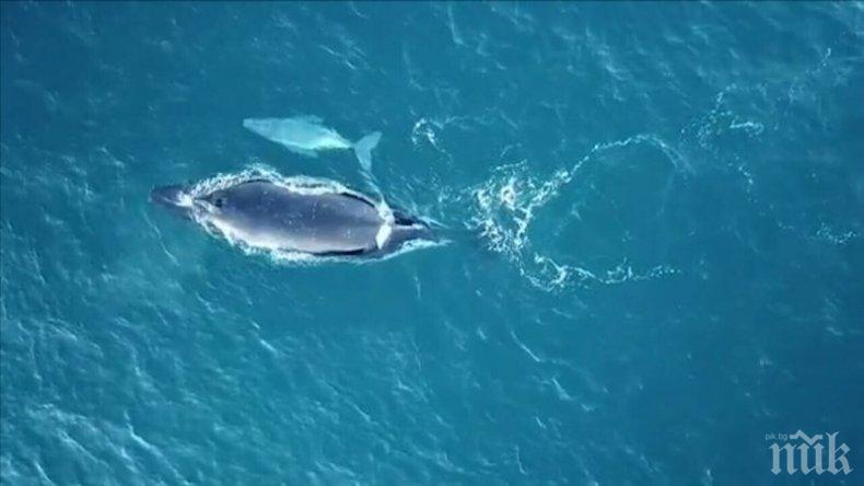 Заснеха гърбат кит албинос край Австралия