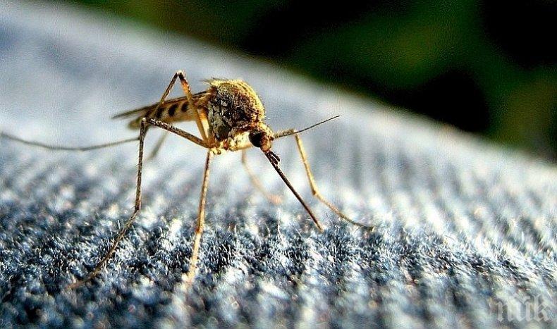 7 начина да облекчите ухапванията от комари
