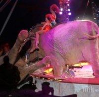 КУРИОЗ! Цирков слон падна в публиката (ВИДЕО/СНИМКИ)