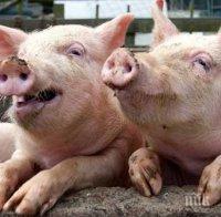 ТРЕВОЖНО! Увеличат се огнищата на африканска чума по свинете в Румъния