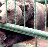 Мечка избяга от клетката си в зоопарка в Димитровград