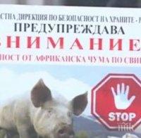 ОПАСНО! Откриха африканска чума по свинете на 60 км от България