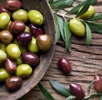 маслините ваксина рака