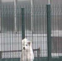 Вой и воня от кучешки приют вдигна на бунт цял квартал