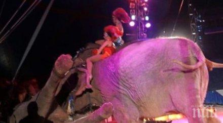 куриоз цирков слон падна публиката видео снимки