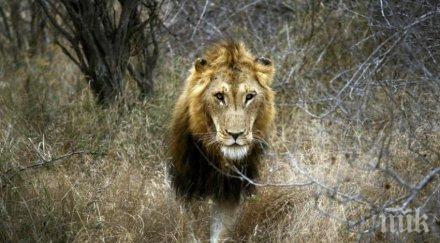 лъвове изядоха бракониери южноафрикански резерват
