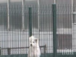 вой воня кучешки приют вдигна бунт цял квартал