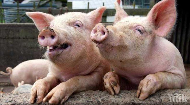 ТРЕВОЖНО! Увеличат се огнищата на африканска чума по свинете в Румъния