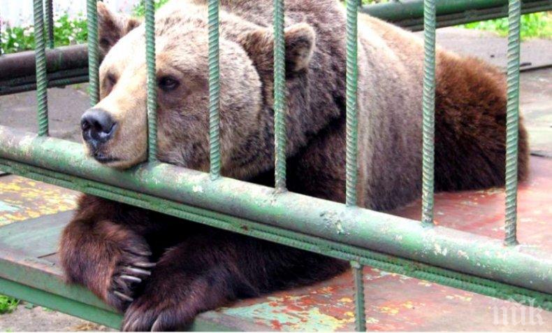 Мечка избяга от клетката си в зоопарка в Димитровград
