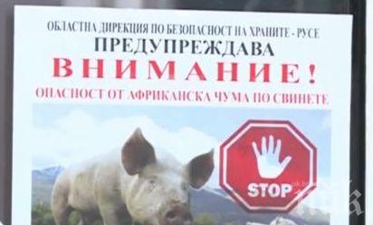 ОПАСНО! Откриха африканска чума по свинете на 60 км от България