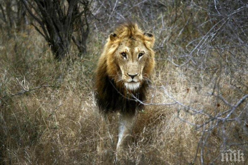 Лъвове изядоха бракониери в южноафрикански резерват