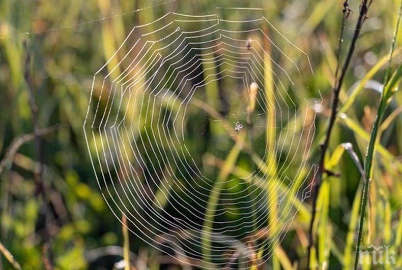 Според учените! Паяците използват околното електричество при полета си