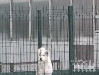 Вой и воня от кучешки приют вдигна на бунт цял квартал