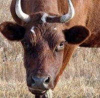Корида в Пловдив! Цигани изтърваха бик на натоварен булевард (СНИМКА)